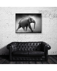 Bebé elefante , Parque Nacional Moremi, Botswana