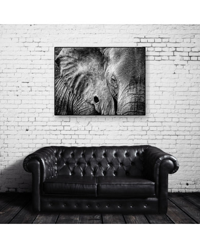 Retrato de un elefante Retrato de un elefante
