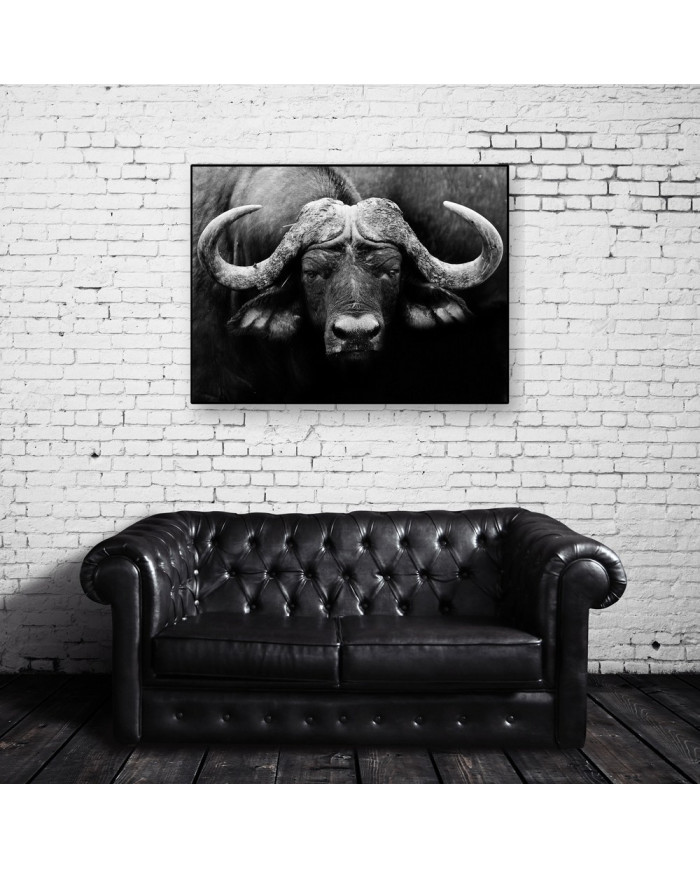 Búfalo africano, Parque Nacional Kruger, SudÁfrica