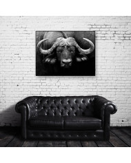 Búfalo africano, Parque Nacional Kruger, SudÁfrica