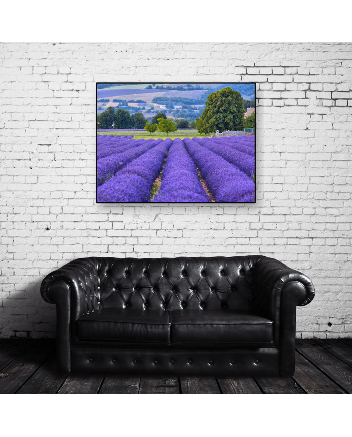 Prados de lavanda, Provenza, Francia