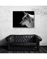 Retrato de un lobo, Parque Nacional Mercantour, Francia