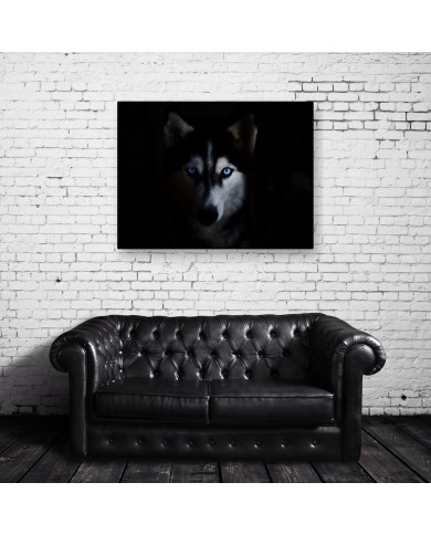 Husky Siberiano Husky Siberiano