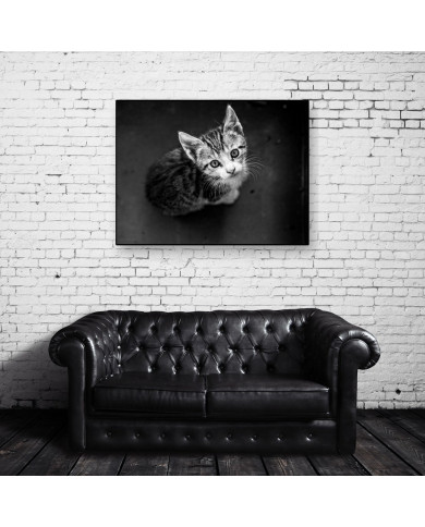 Gatito Gatito