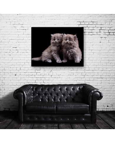 Gatitos Gatitos