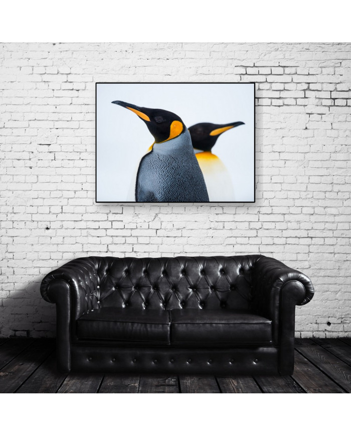 King Penguin Couple in love