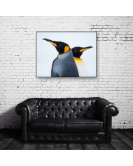 King Penguin Couple in love