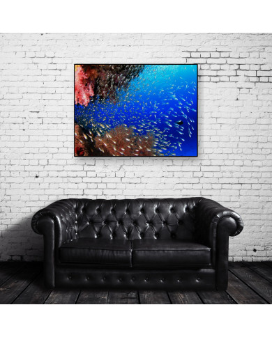 Coral, Caribe Coral, Caribe