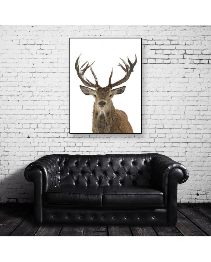 Ciervo rojo en Finlandia