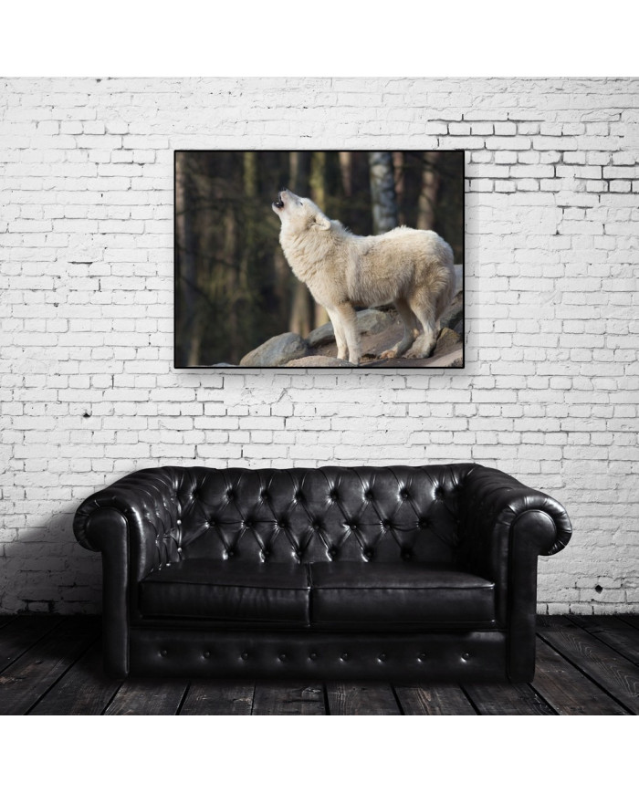 Lobo blanco aullando