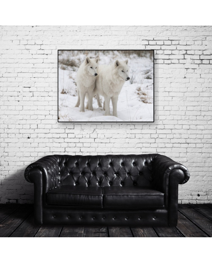 Lobos blancos del Ártico