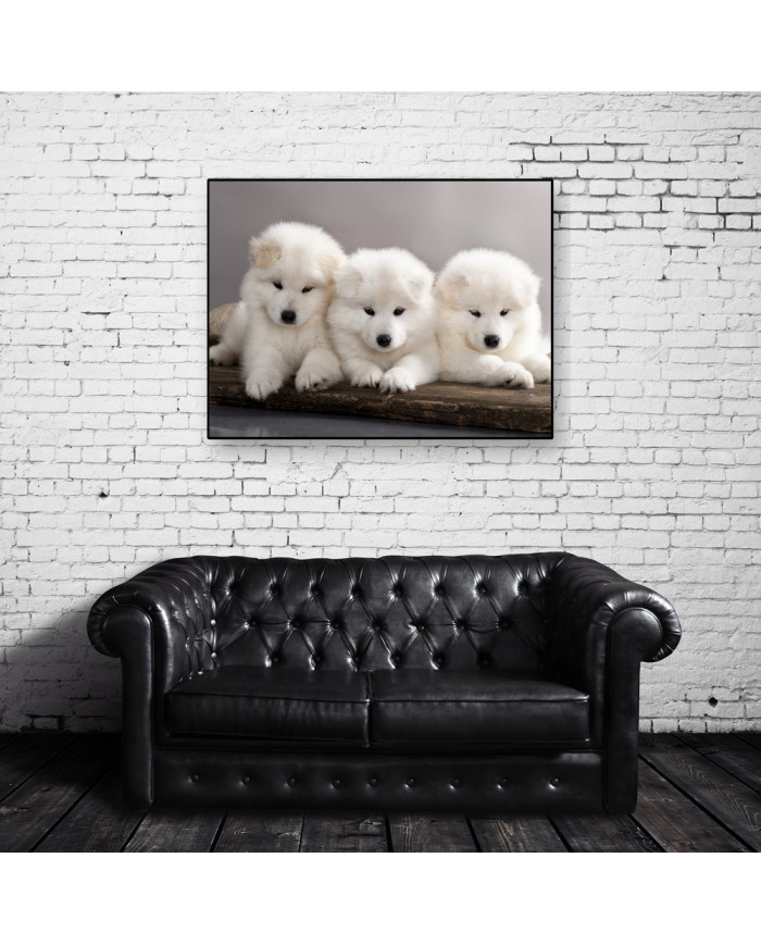 Cachorros samoyedos