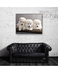 Cachorros samoyedos
