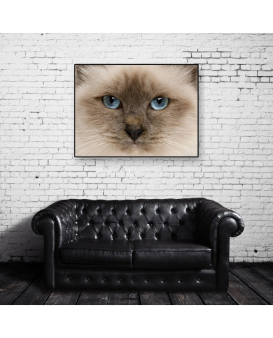 Gato birmano Gato birmano