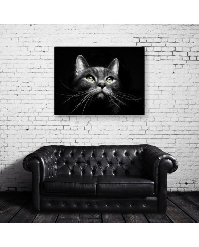 La mirada del gato La mirada del gato