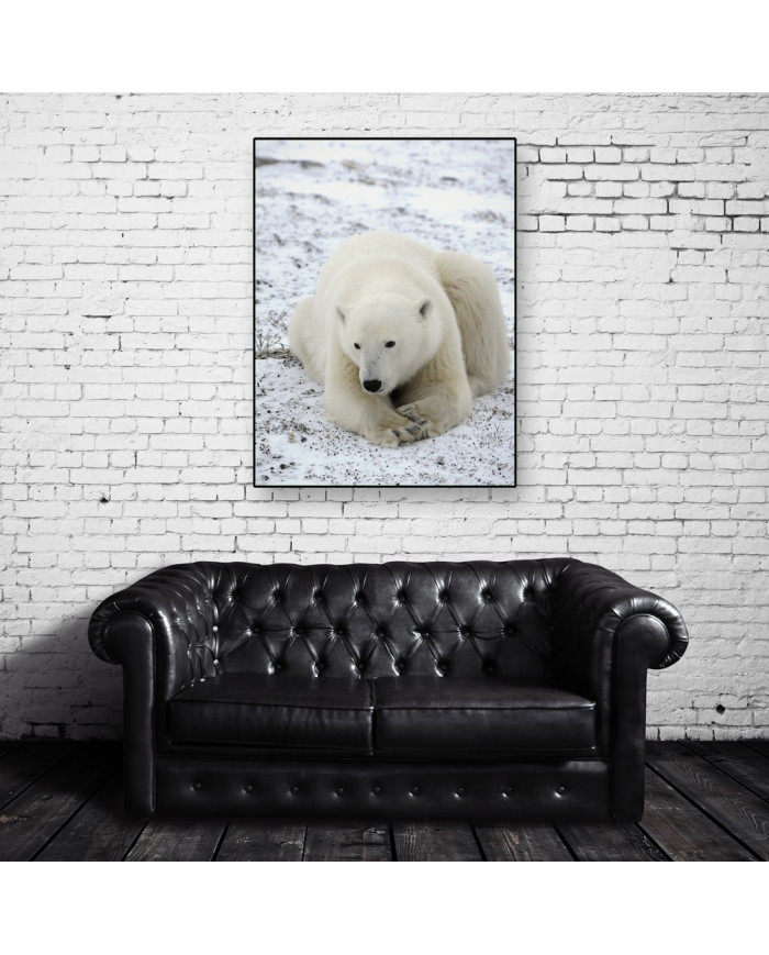 Oso polar