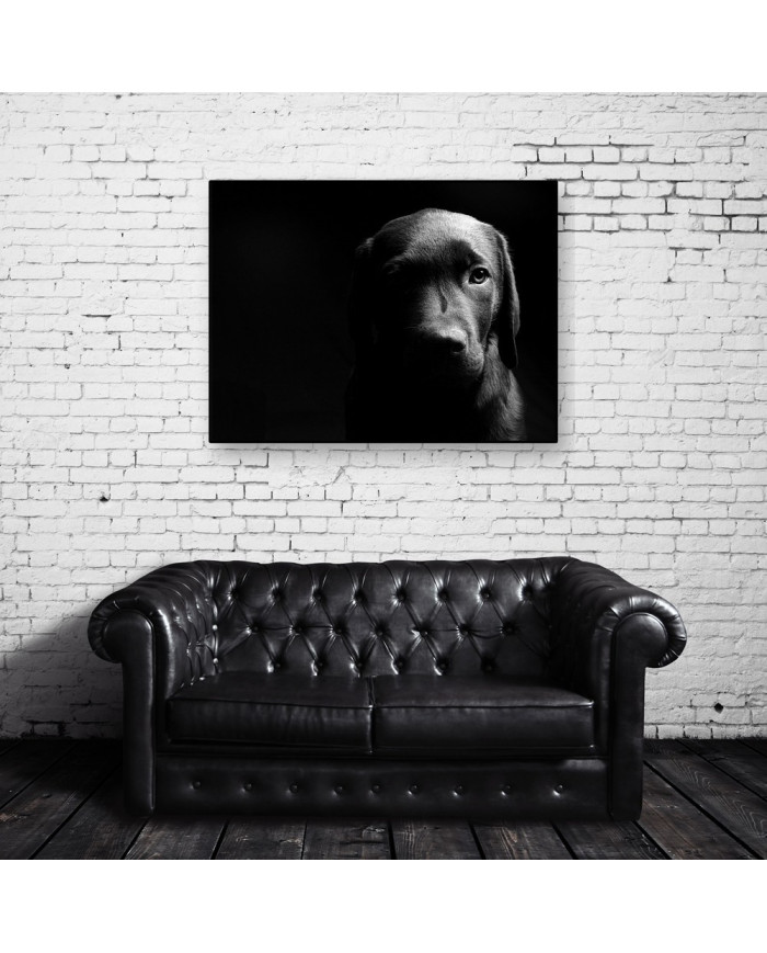 Retrato de un labrador