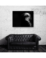 Retrato de un labrador