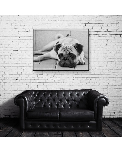Pug dog Pug dog