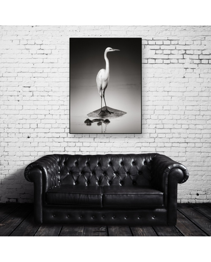 Gran garza blanca sobre un hipopótamo, Parque Nacional Etosha, Namibia