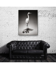 Gran garza blanca sobre un hipopótamo, Parque Nacional Etosha, Namibia