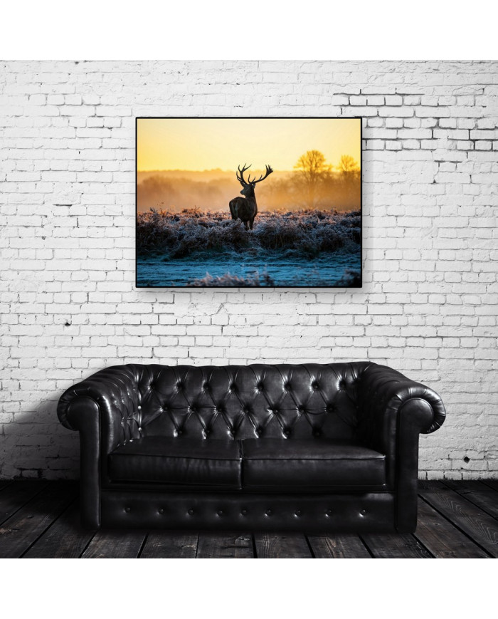 Ciervo rojo, Parque Nacional Thy, Dinamarca