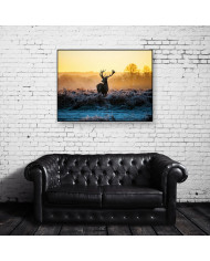 Ciervo rojo, Parque Nacional Thy, Dinamarca