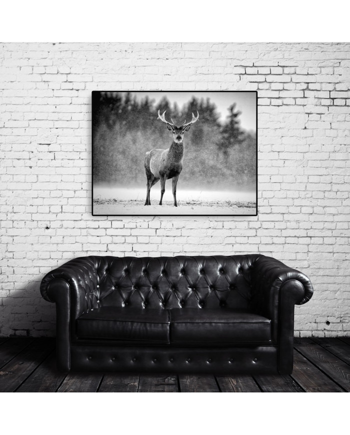 Ciervo Rojo bajo la nieve, Escocia, UK