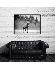 Ciervo Rojo bajo la nieve, Escocia, UK