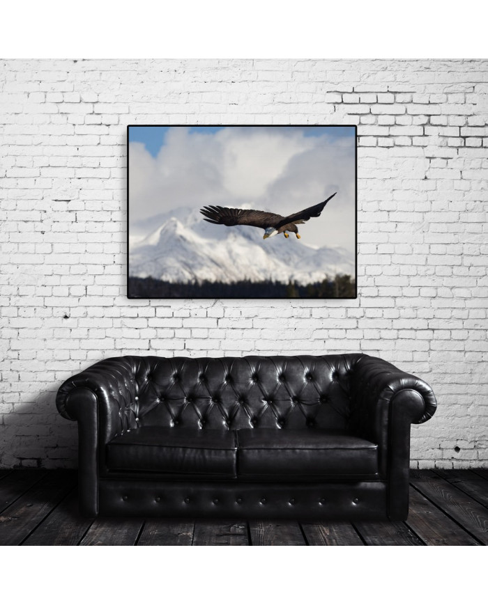 Aguila blanca, Homer Alaska