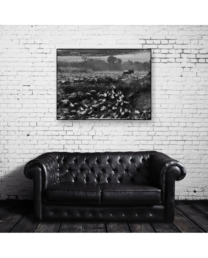 Migración  a través del río Mara, Kenia