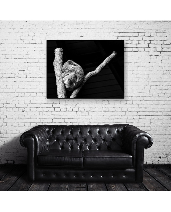 Koala, Queensland, Australia