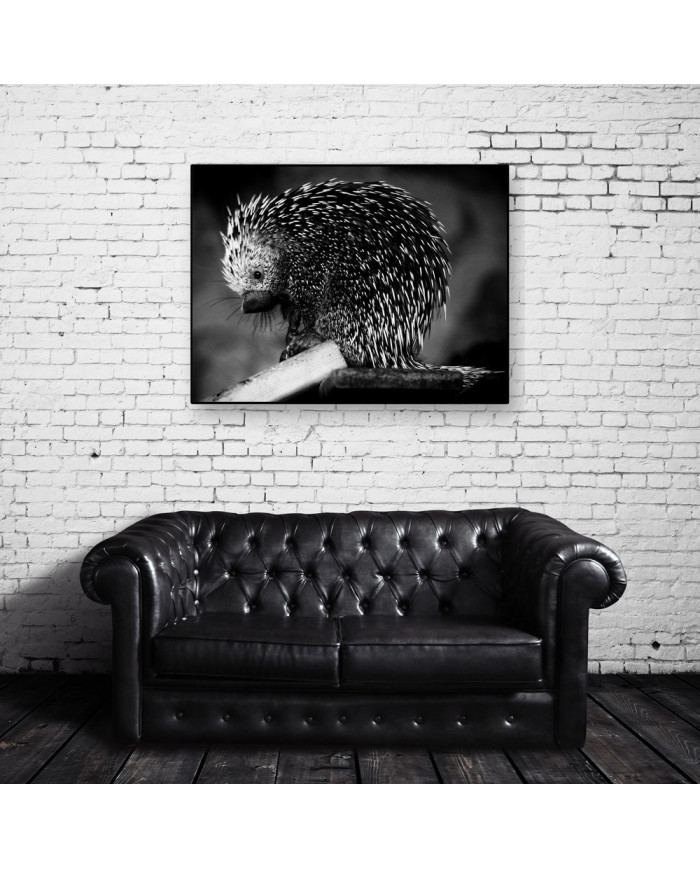 Puercoespín, Alaska, USA