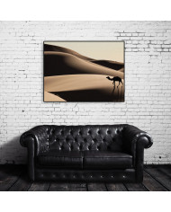 Camello en las dunas del desierto del Sahara