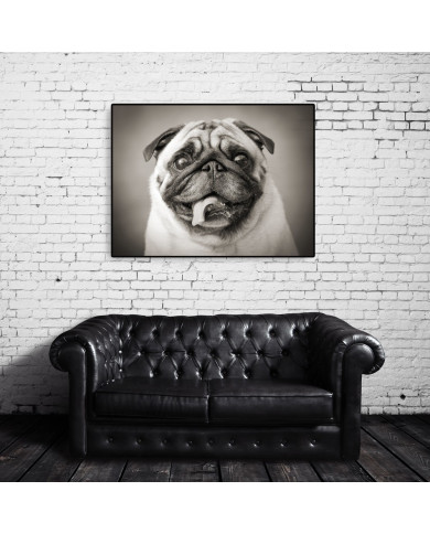 Cachorro Pug Cachorro Pug