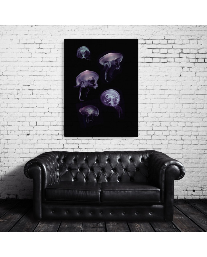 Composición de 5 medusas del Mediterráneo