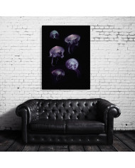 Composición de 5 medusas del Mediterráneo