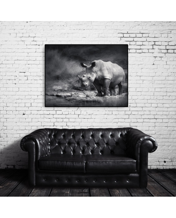 Rinoceronte blanco, Parque Nacional Garamba, Congo