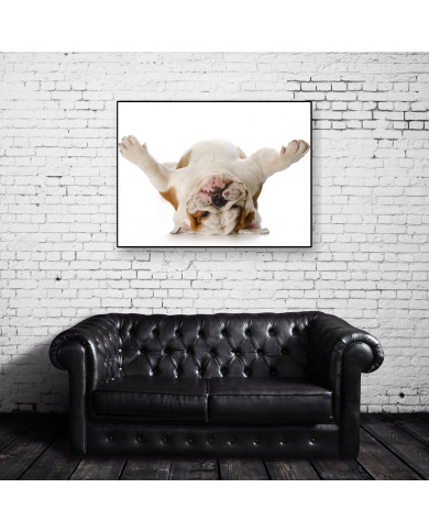 Bulldog del revés Bulldog del revés