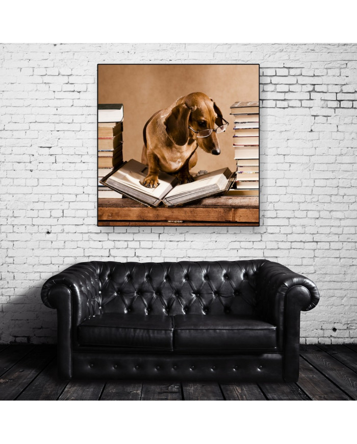 Dachshund - perro salchica  profesor