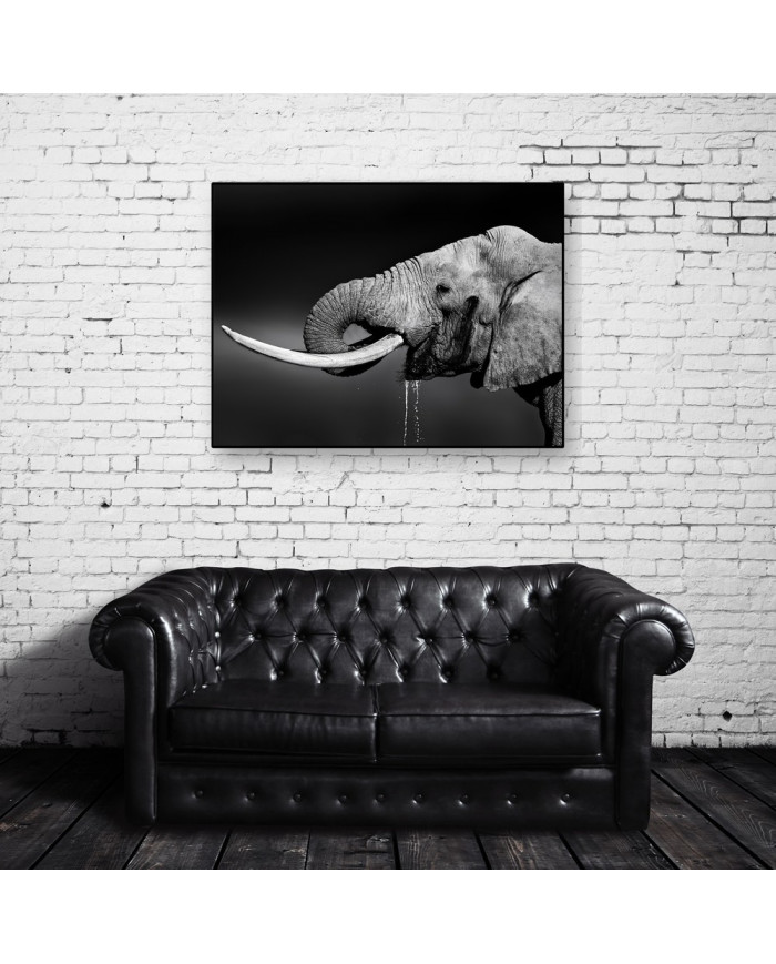 Elefante bebiendo, Parque Nacional Addo, SudÁfrica