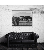 Elefante en el monte del Kilimanjaro, Tanzania