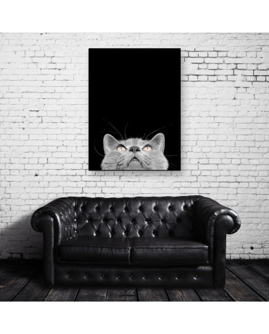 Gato Chartreux Gato Chartreux
