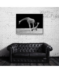 Jirafas Parque Nacional Masai Mara, Kenia