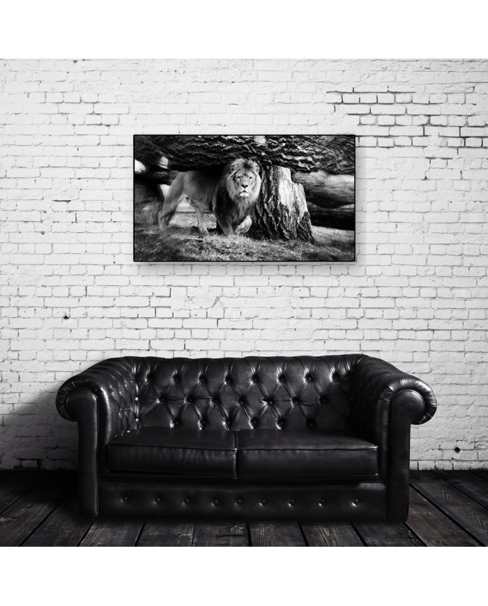 León en el Parque Nacional Etosha, Namibia