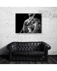 León, Parque Nacional Kruger, SudÁfrica