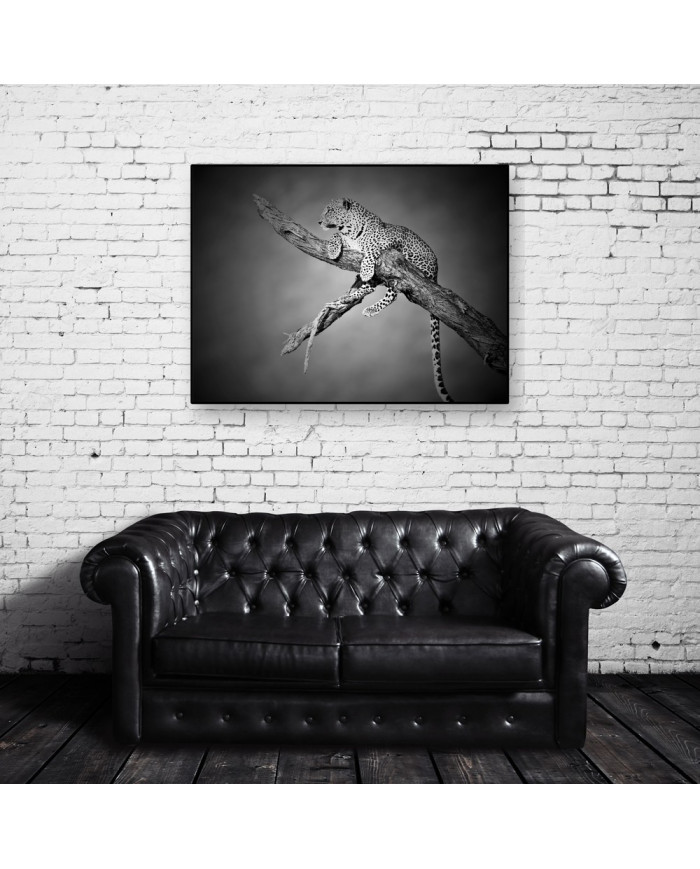 Leopardo, Parque Nacional Serengueti, Tanzania