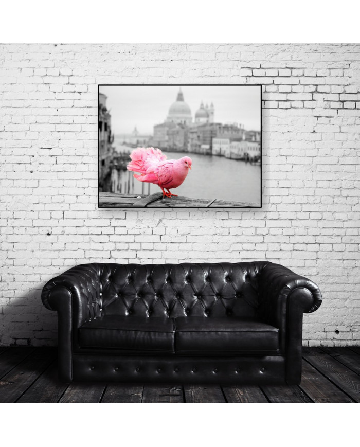Paloma rosa junto al Gran Canal, Venecia