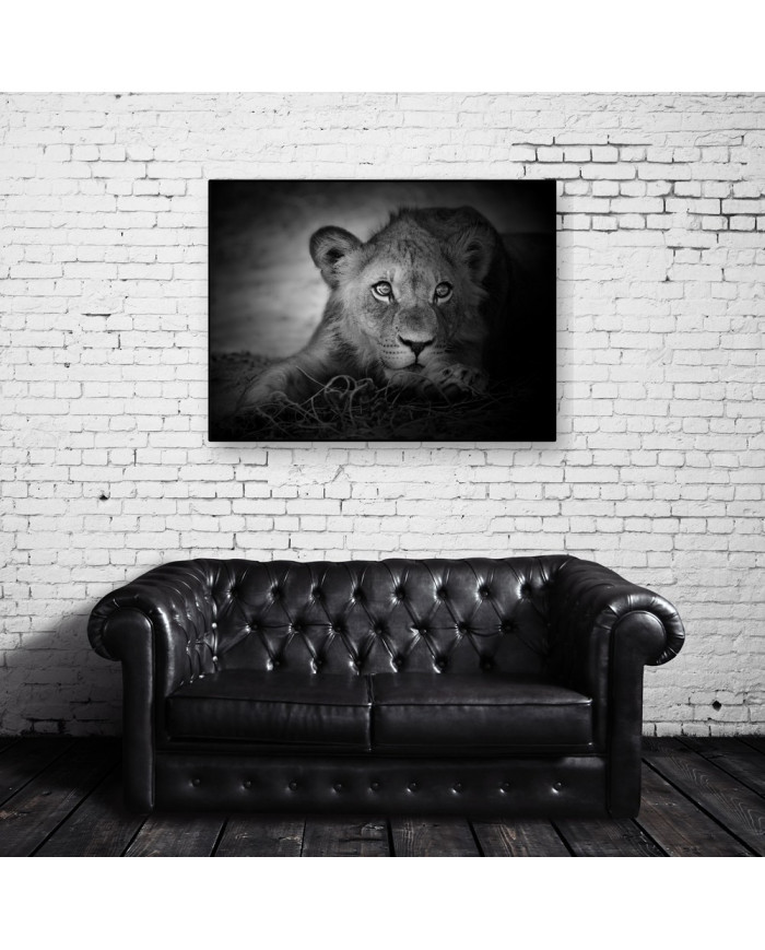 Retrato de un león joven, Parque Nacional Serengueti, Tanzania