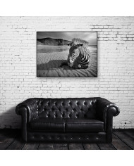 Cebra africana, Parque Nacional Kruger, SudÁfrica